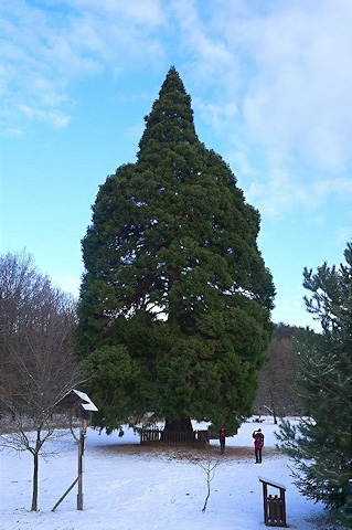 Památný strom sekvojovec obrovský, Chabaně-Břestek | Chřiby