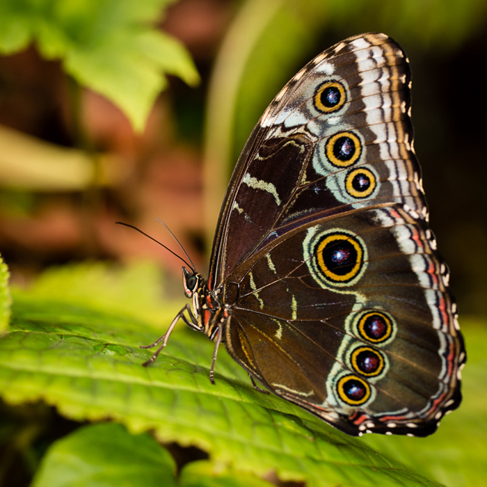 Skleník Fata Morgana | výstava živých tropických motýlů