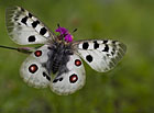 Tento nádherný a kriticky ohrožený motýl se vyskytuje v opuštěných vápencových lomech u Štramberka jako na jediném místě v ČR.

