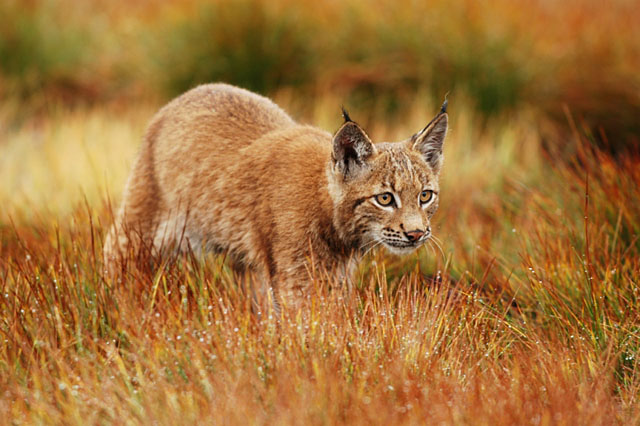 Rys ostrovid (Lynx lynx)