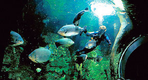 Obří akvárium v Hradci Králové