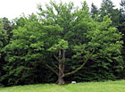 Solitérní památný dub Strom svatebčanů, Terčino údolí.