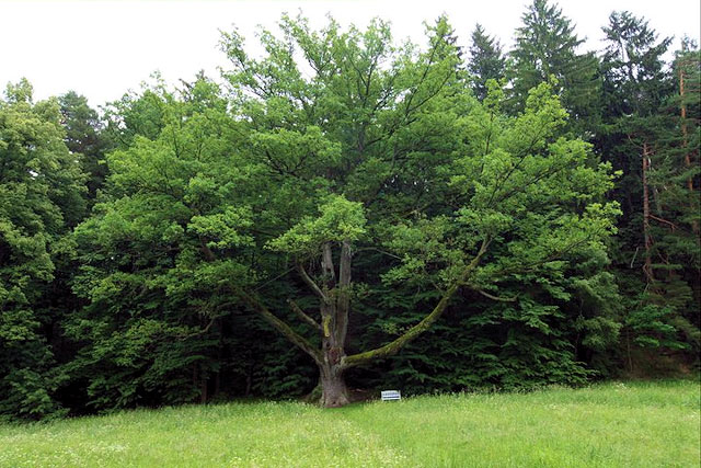 Solitérní památný dub Strom svatebčanů, Terčino údolí