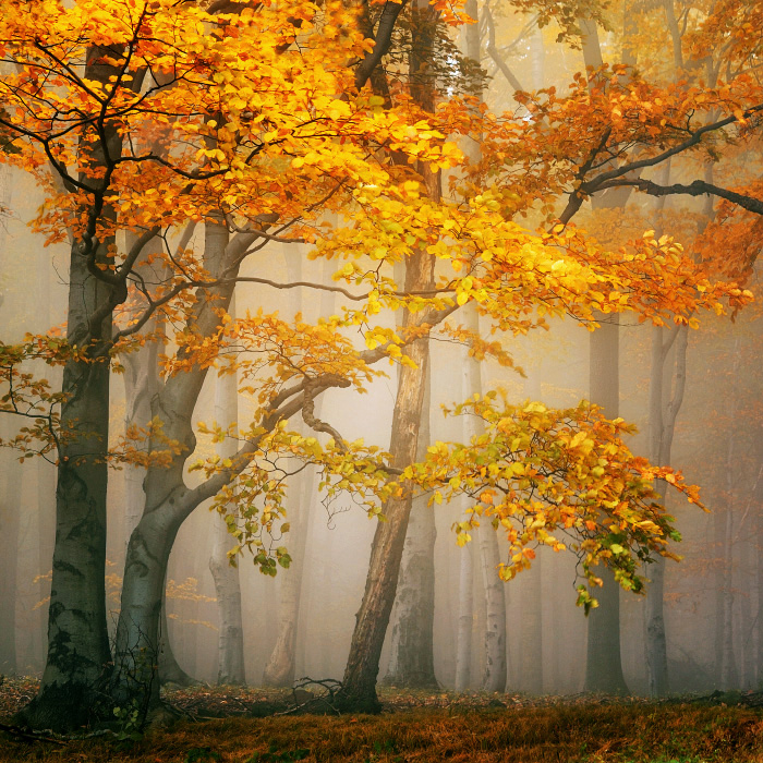 Studený vrch – podzimní bukový les | Lužické hory