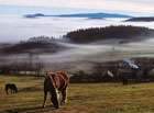 Mlhavé ráno z národní přírodní rezervace Boubínský prales.