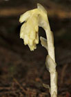 Zvonečník černý (Phyteuma nigrum).