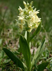 Prstnatec Fuchsův roste na vlhčích i sušších loukách a na pastvinách. Chráněná orchidej!

