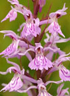 Běloprstka bělavá roste na loukách, pastvinách a vřesovištích. Chráněná orchidej!

