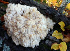 Nepůvodní houba, která byla do Evropy zavlečena z Austrálie a okolních ostrovů se zásilkou bavlny. Vzácný druh luk, listnatých a smíšených lesů.

