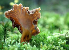 Vzácný houba listnatých lesů, především bučin.

