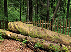 Boubínský prales na Šumavě - odumřelé kmeny stromů.