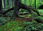 Boubínský prales, Šumava - chůdové kořeny.