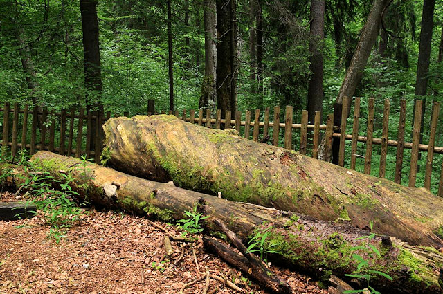 Boubínský prales na Šumavě - odumřelé kmeny stromů