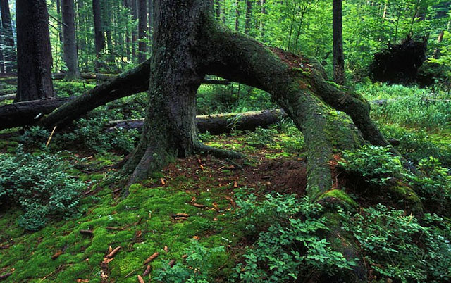 Boubínský prales, Šumava - chůdové kořeny