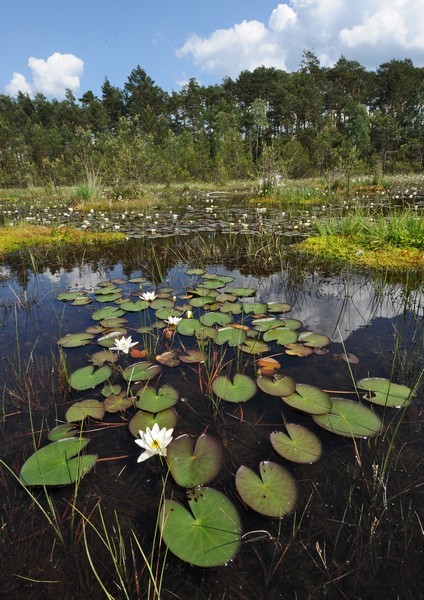 Národní přírodní památka Swamp | Máchovo jezero