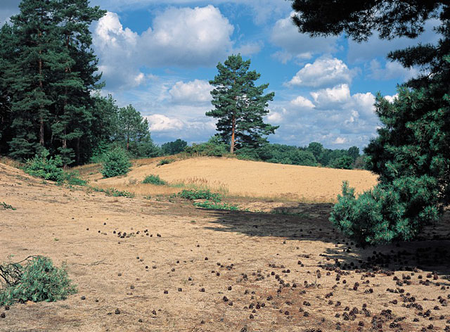 Přírodní rezervace Pískový přesyp u Vlkova