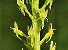 U Hajnice - prstnatec Fuchsův (Dactylorhiza fuchsii).
