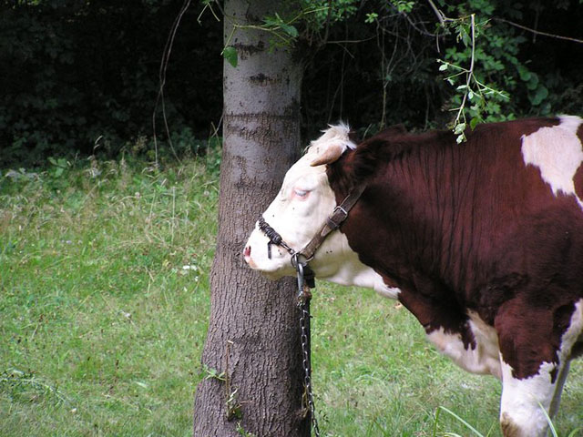 Kráva v areálu Valašského muzea v přírodě