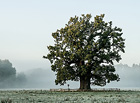 S obvodem kmene 851 cm nejmohutnější dub na Třeboňsku. Tento 400 let starý velikán se objevil v pořadu Paměť stromů, ale i na obrazech krajináře Jaroslava Turka.

