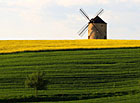 Větrný mlýn Jalubí z řepkového pole, Chřiby.