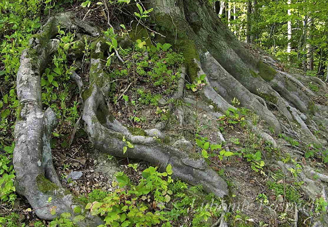 Vlčí prameny – úkryty mloků v bukových kořenech