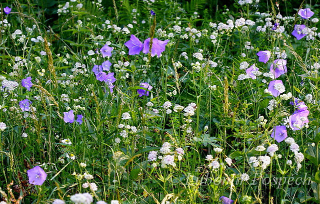 Květnatá louka v rezervaci Vlčí prameny | Bílé Karpaty