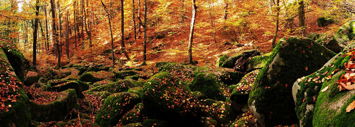 Vlčí rokle u Prosečnice – barevný podzim | Posázaví