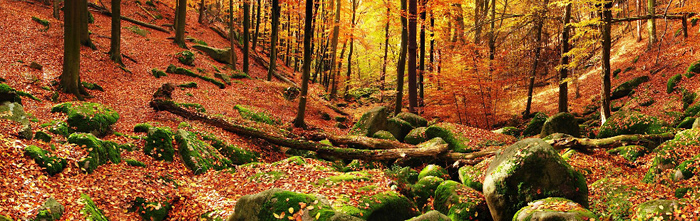 Vlčí rokle u Prosečnice – barevný podzim | Posázaví
