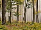 Národní přírodní rezervace ochraňuje jeden z nejrozsáhlejších bukových lesů středních Čech. Územím prochází 8km okružní naučná stezka vhodná i pro kolo a na běžky.

