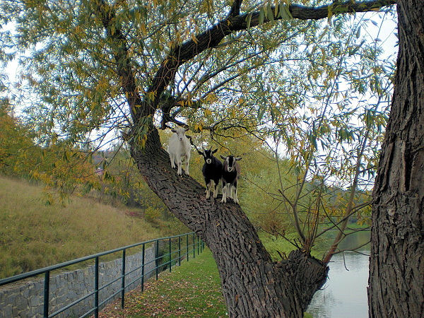 Vodní park Čabárna - kozy
