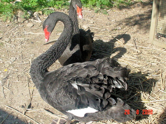 Vodní park Čabárna - labuť černá