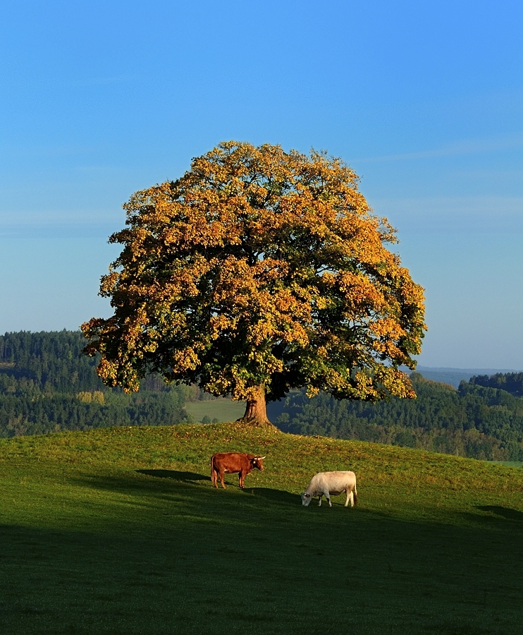 Votický javor | památný strom Votice