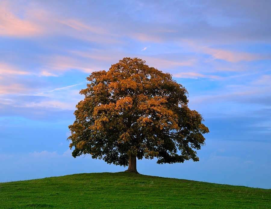 Votický javor | památný strom Votice