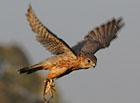 Dřemlík tundrový (Falco columbarius) při lovu křepelky.