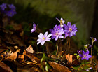 Na jaře na hřbitově vykvétají fialové květy jaterníků.

