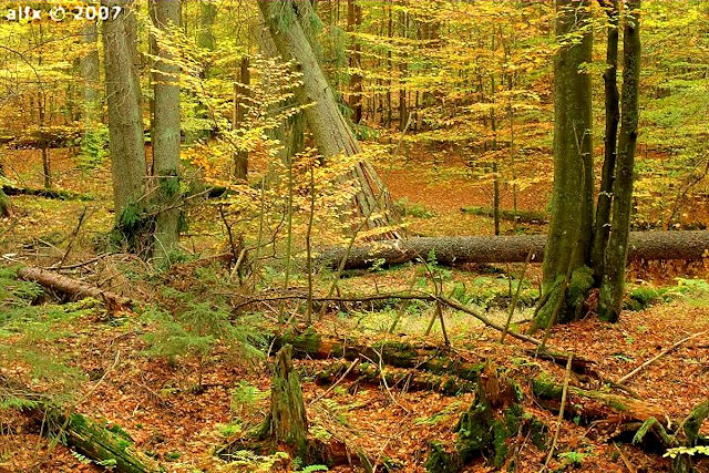 Žofínský prales na podzim, Novohradské hory