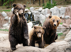 Zoo Brno – medv…