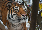 Zoo Brno – tygr…