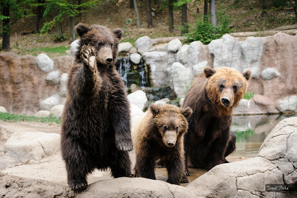 Zoo Brno – medvěd kamčatský