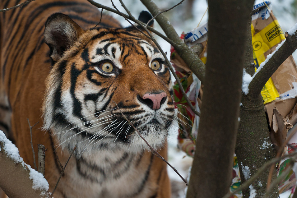 Zoo Brno – tygr sumaterský