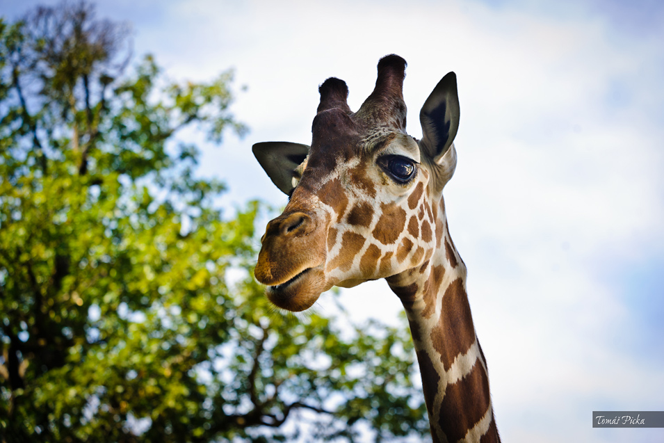 Zoo Brno – žirafa síťovaná