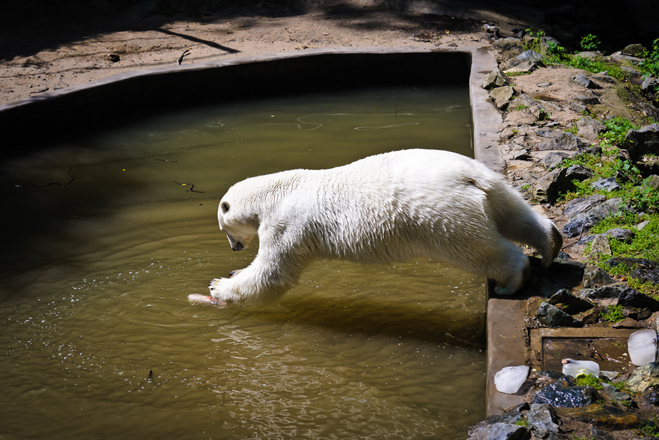 Zoo Brno – medvěd lední