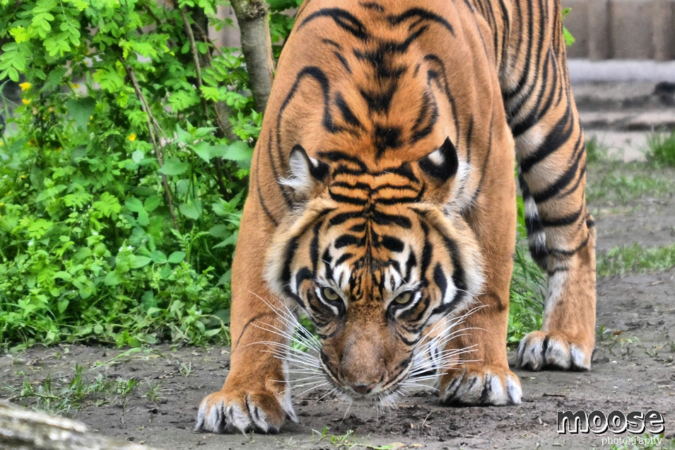 Tygr malajský | Zoo Praha