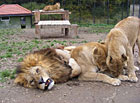 Zoopark Dvorec u Borovan - krmení koťat lvů a tygra.