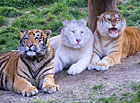 Zoopark Dvorec u Borovan - krmení koťat lvů a tygra.