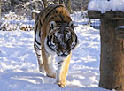 Tygr indický ve 3 barevných formách - běžné, bílé a zlaté.
