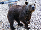 Zoopark Dvorec u Borovan - medvěd brtník.