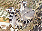 Zoopark Dvorec u Borovan - lemur kata.