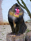 Zoopark Dvorec u Borovan - lemur kata.
