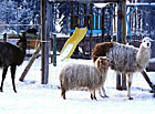 Zoopark Dvorec u Borovan - lamy a koza.